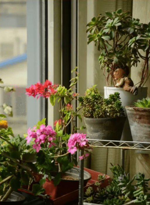 Beautiful flowers on the balcony make the room more beautiful and cooler